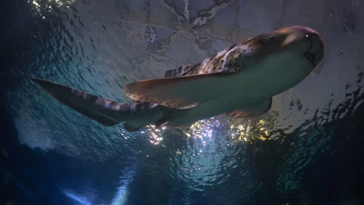 A stunning zebra shark with distinctive black and white stripes, gracefully swimming in a clear blue aquarium.