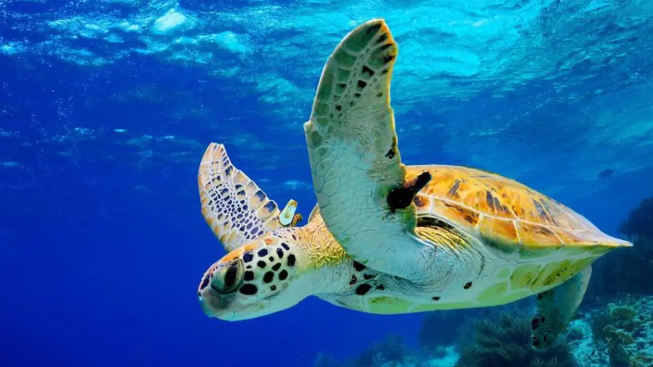 A large sea turtle gracefully swimming through crystal-clear turquoise waters.